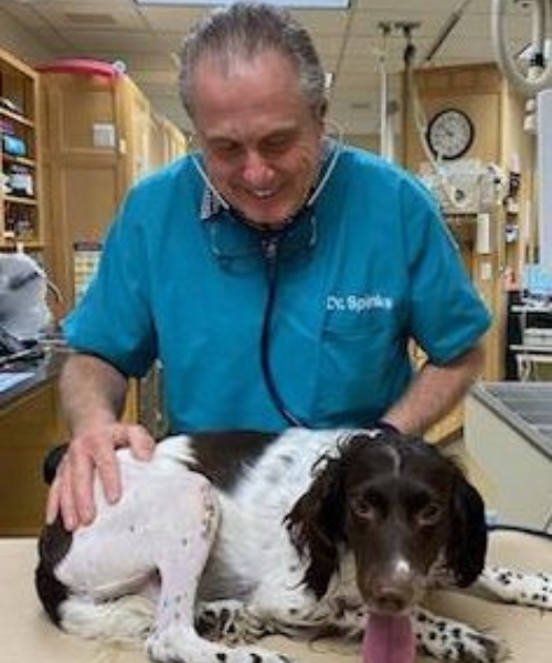 A Veterinarian in a blue shirt with a stethoscope on a dog