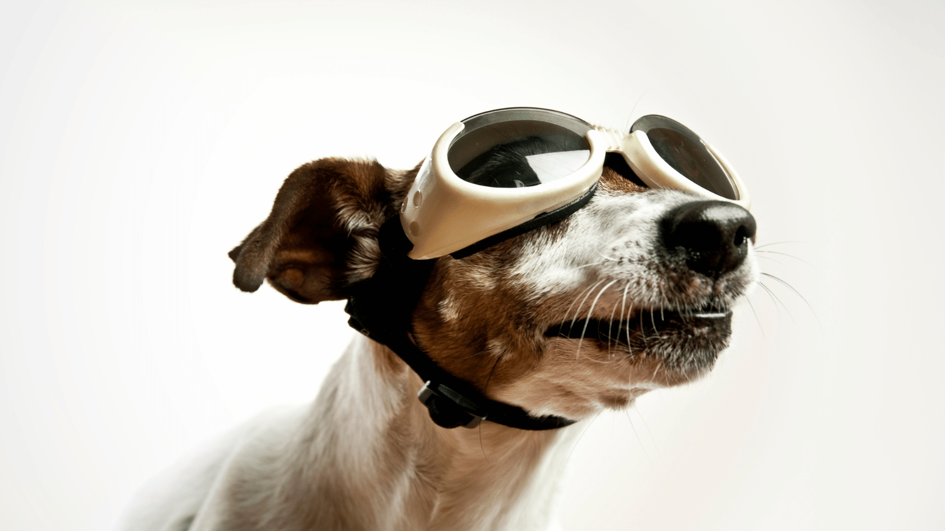 a dog wearing goggles