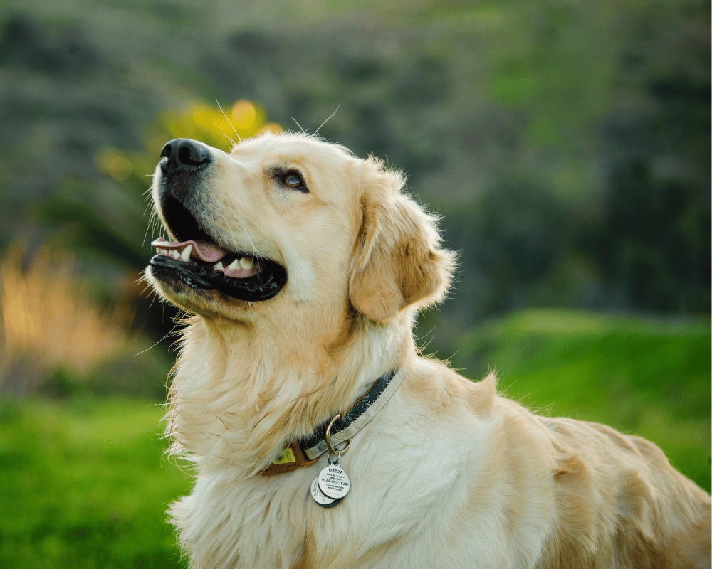 a dog looking up to the sky