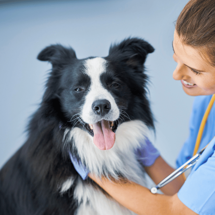 a vet holding a dog