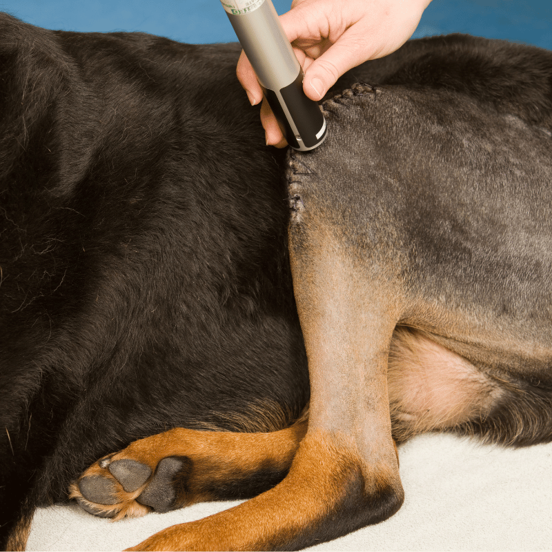 a person using an object to remove a dog's back