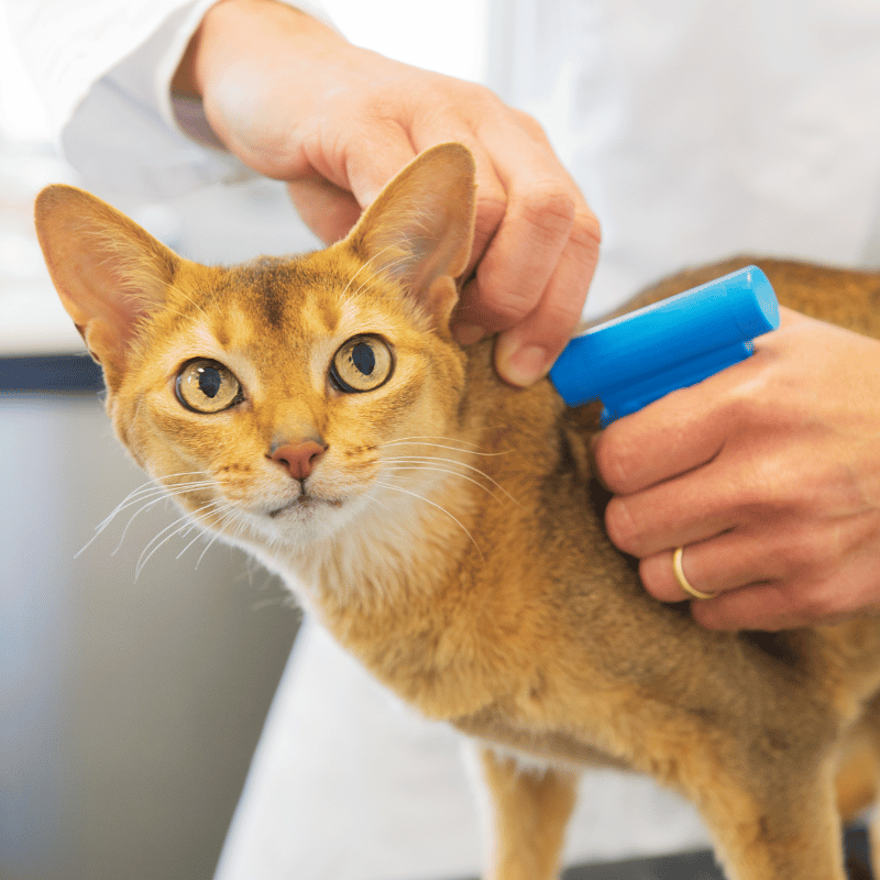 a person brushing a cat