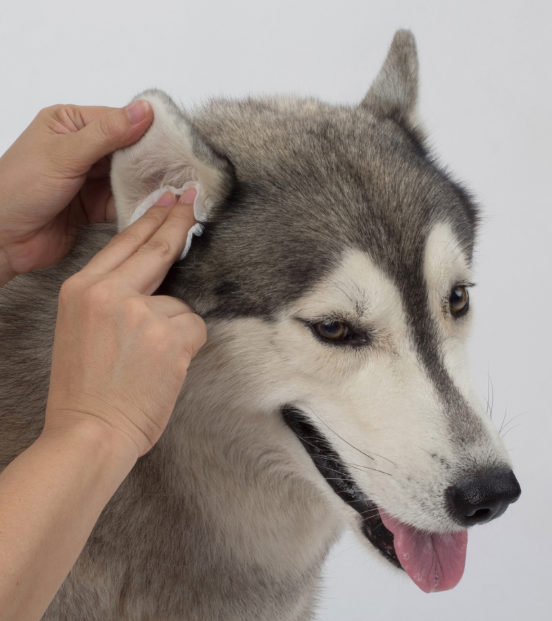 a person's hand touching a dog's ear