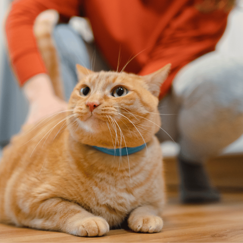 a cat lying on the floor