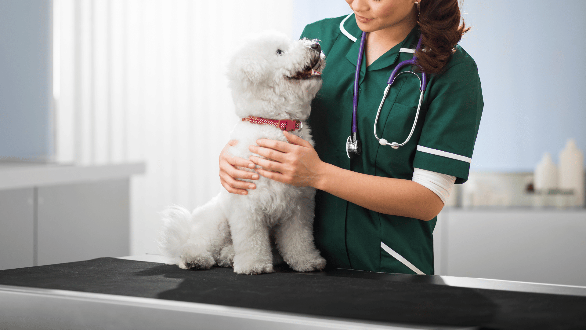 a vet with stethoscope holding a dog