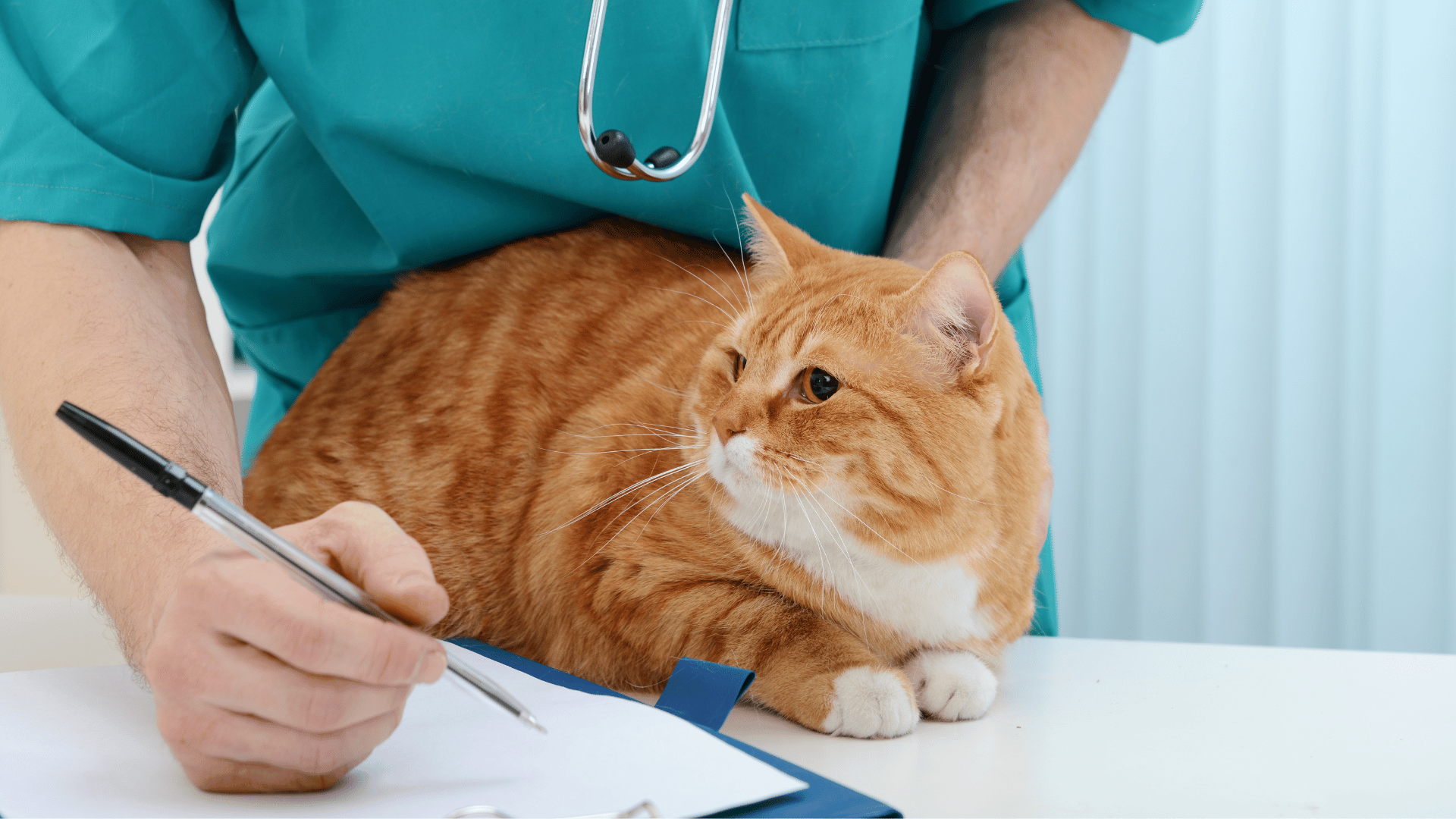 a cat lying on a table with a vet holding a pen