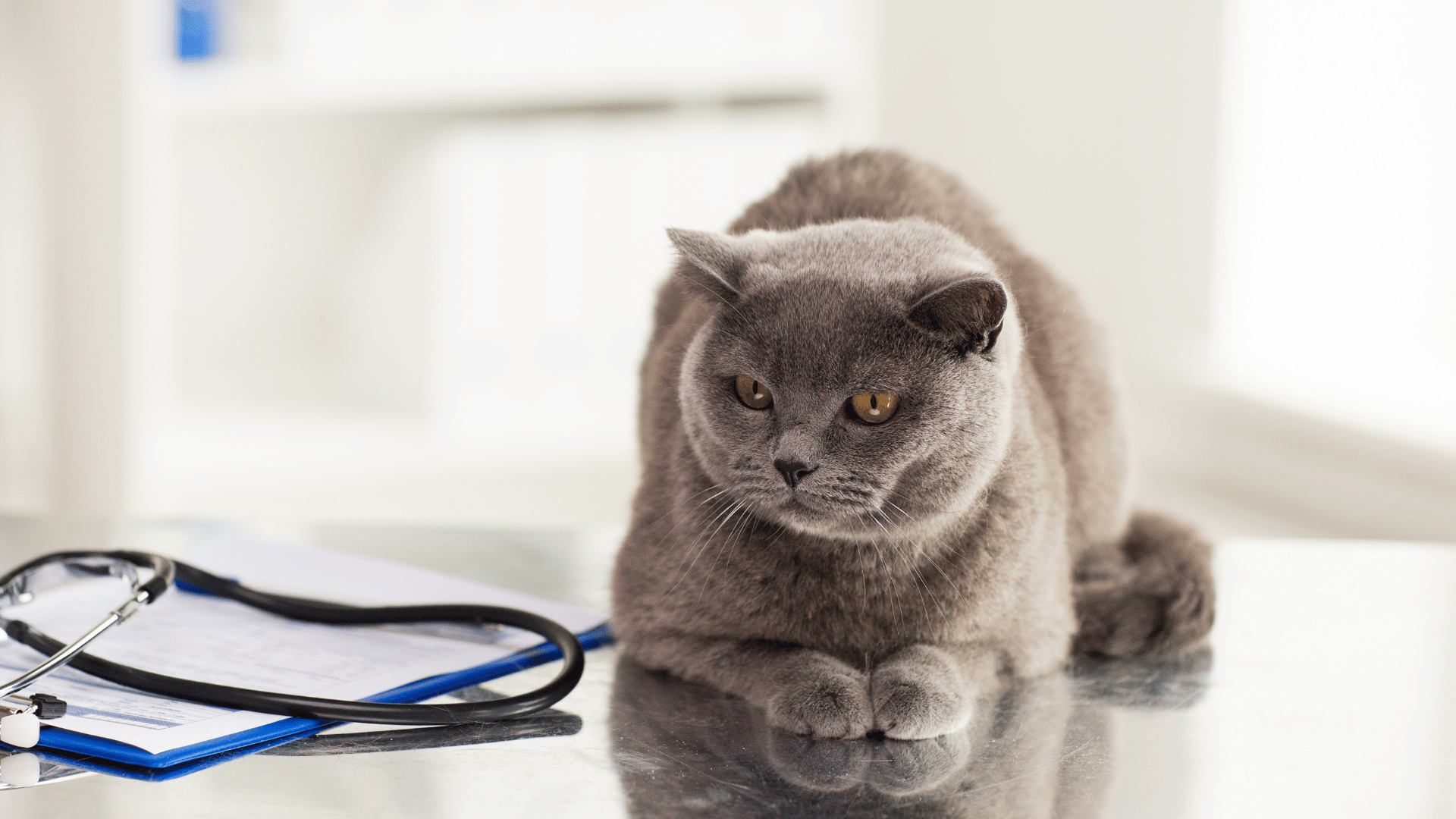 a cat lying on a table