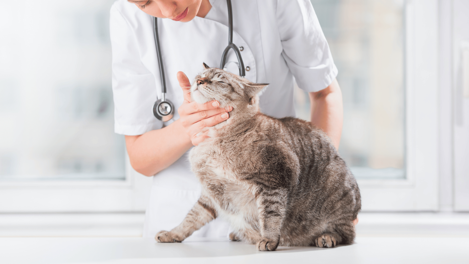 a vet petting a cat