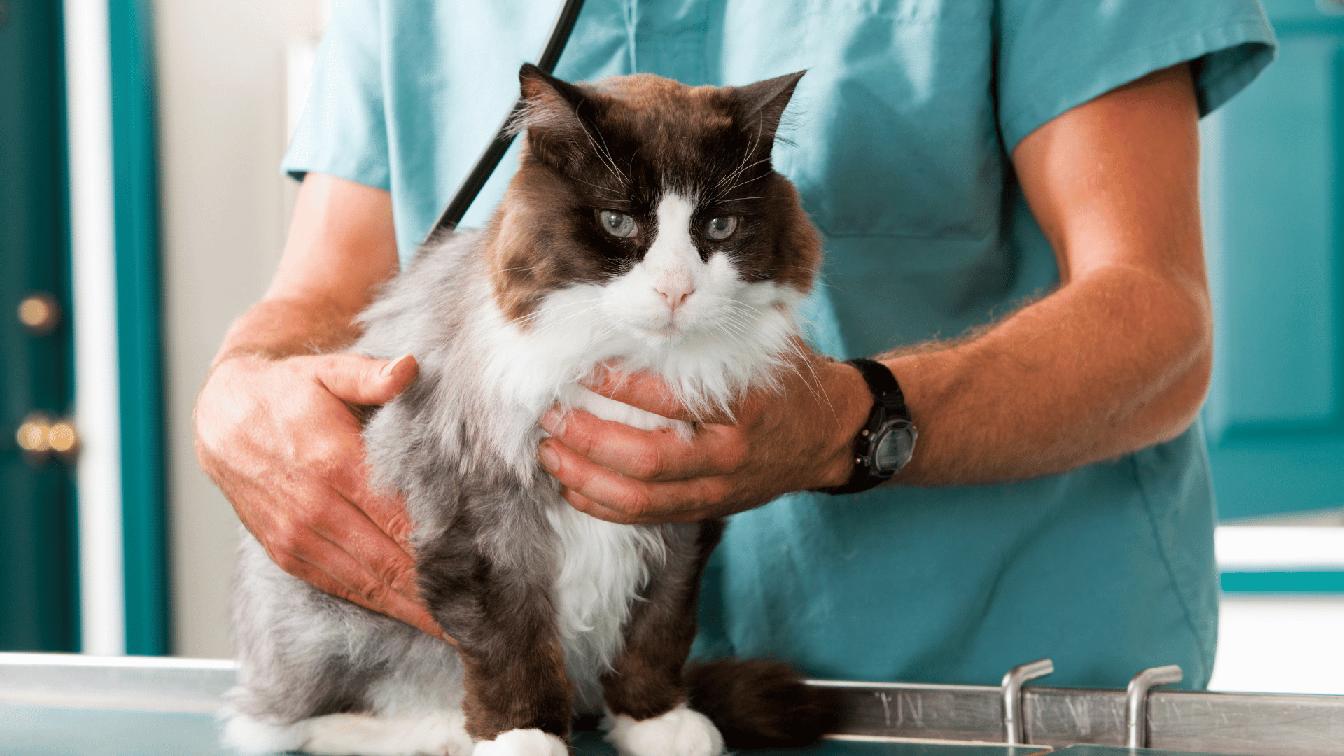 a vet holding a cat