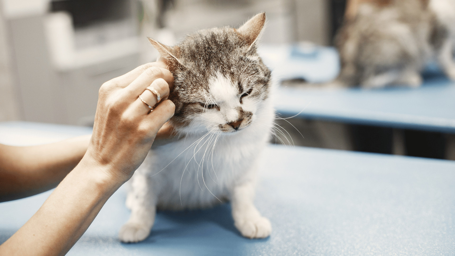 a hand examine of the cat's ear.