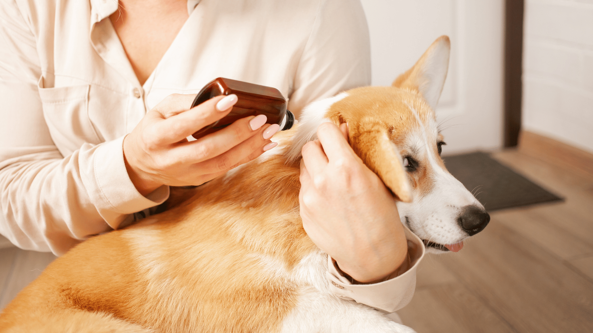 a person spraying a dog's hair