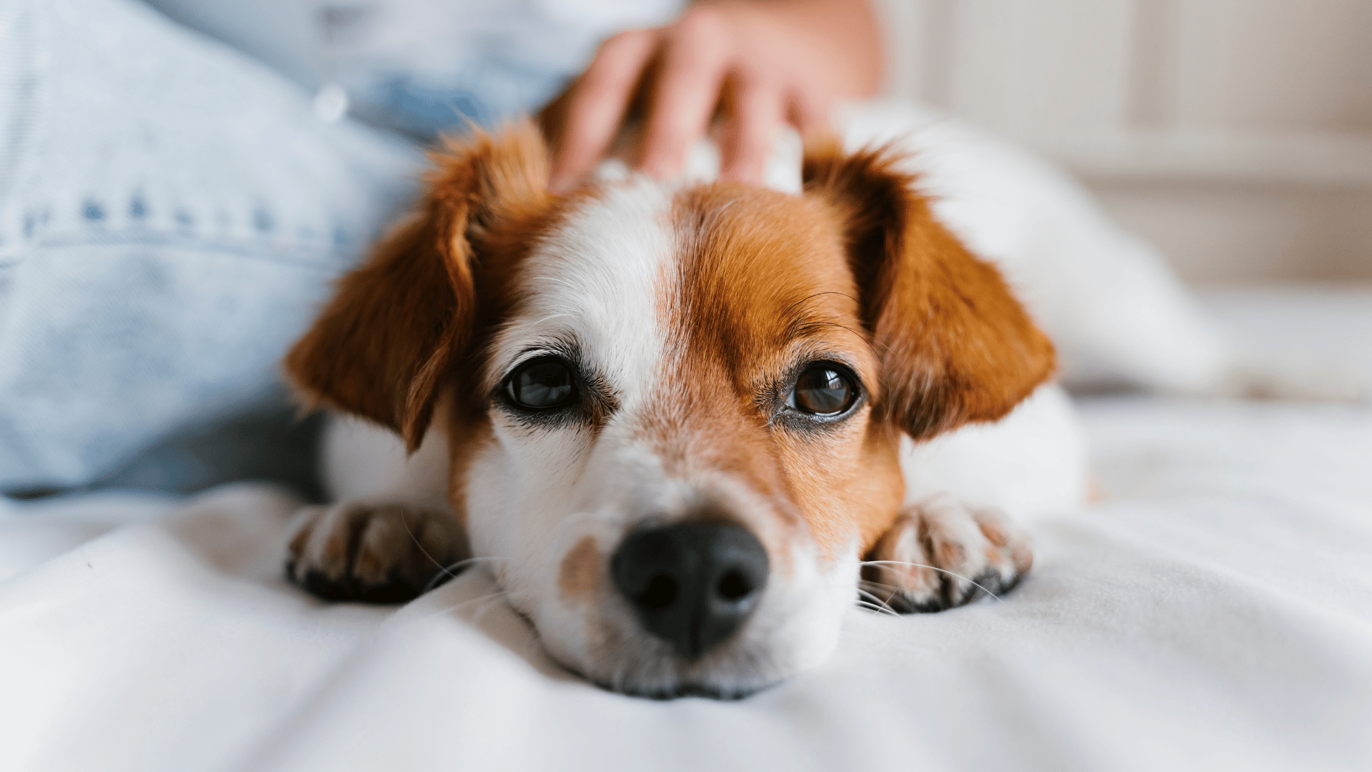 a vet checking microchipping around dog neck