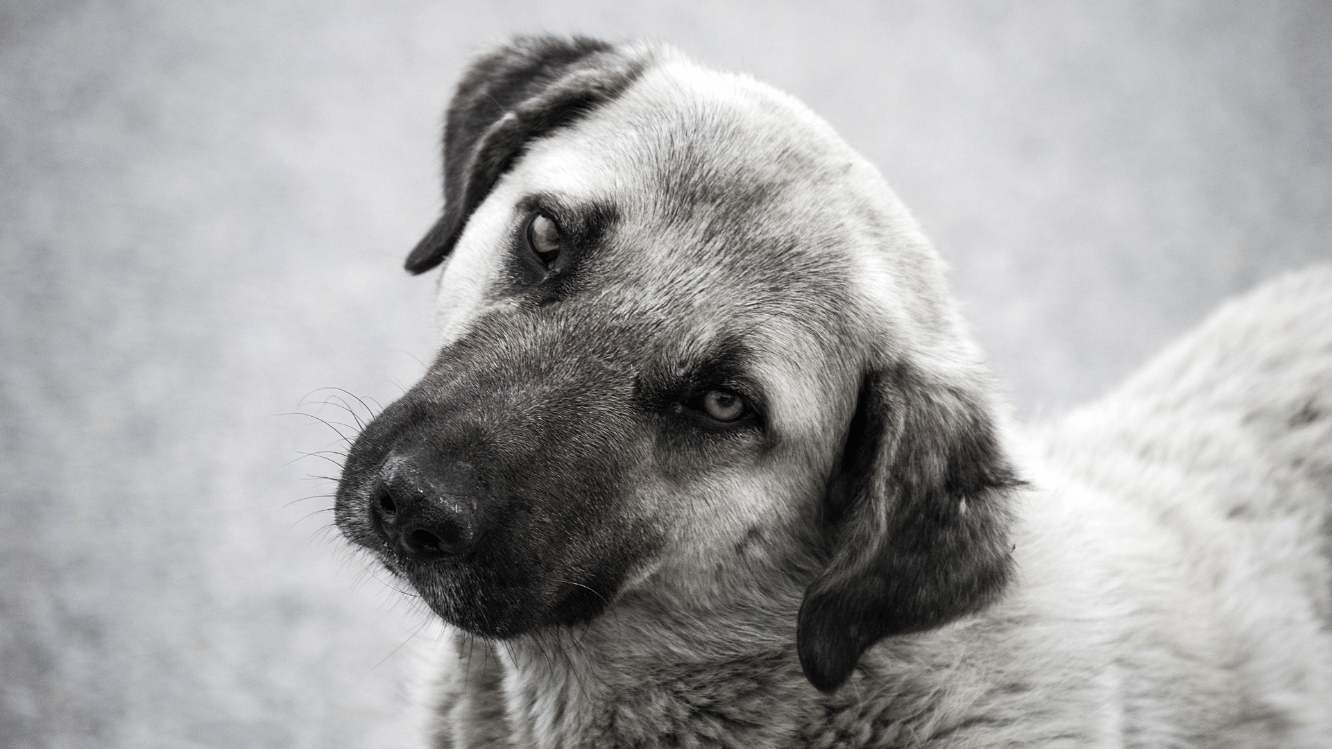 a dog looking at the camera