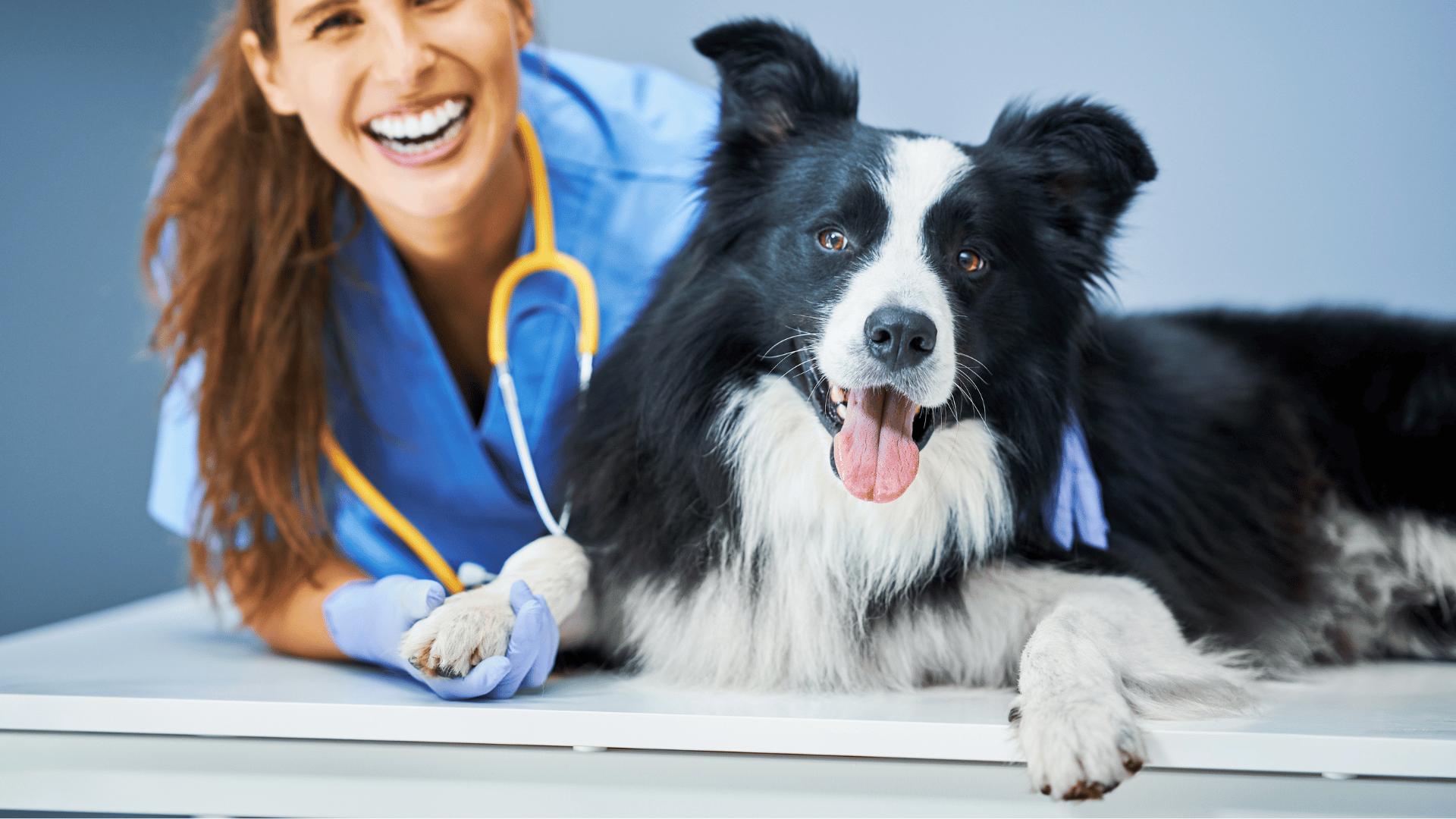 a person using a laptop with a dog