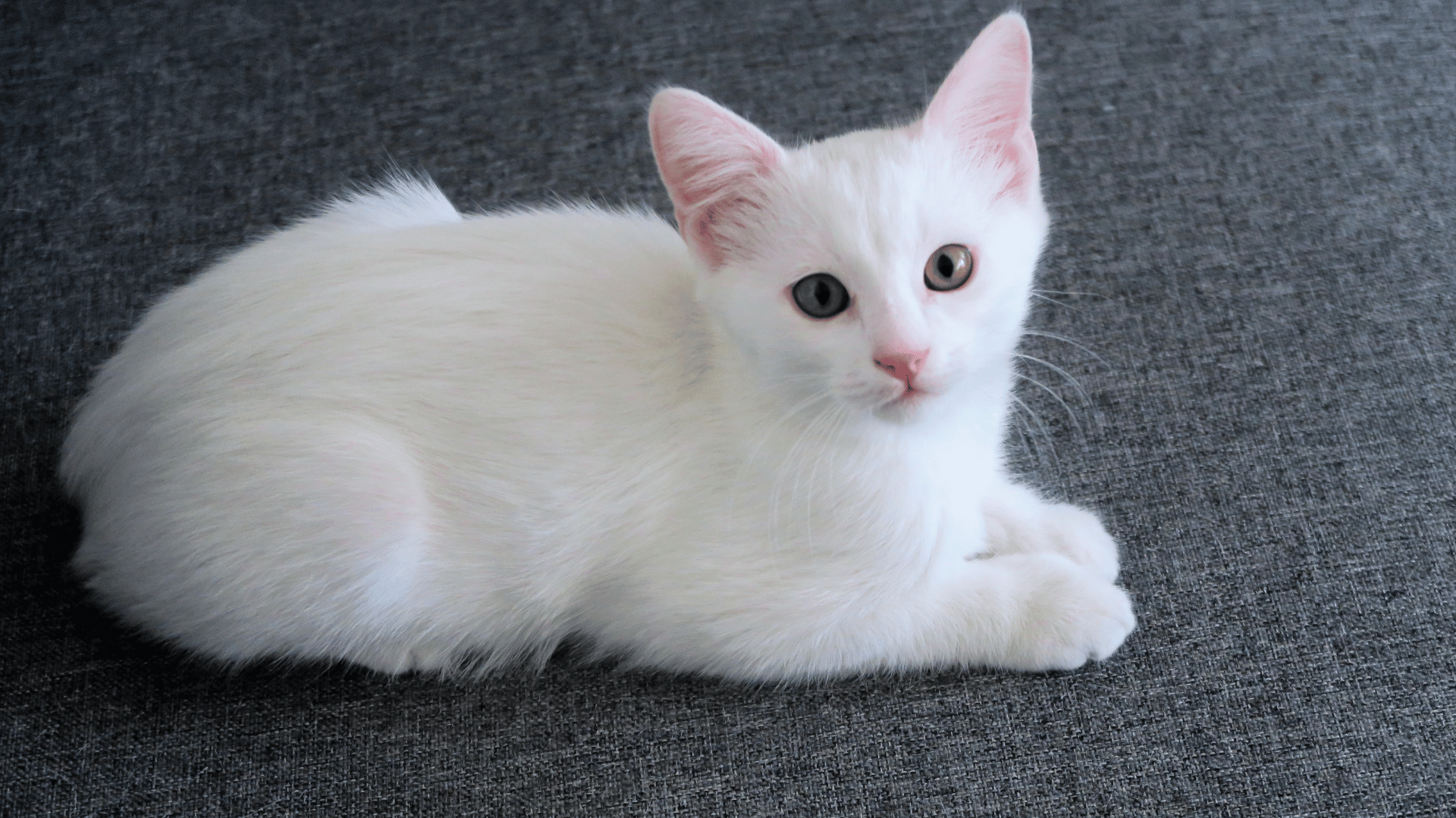 a white cat lying on a grey surface