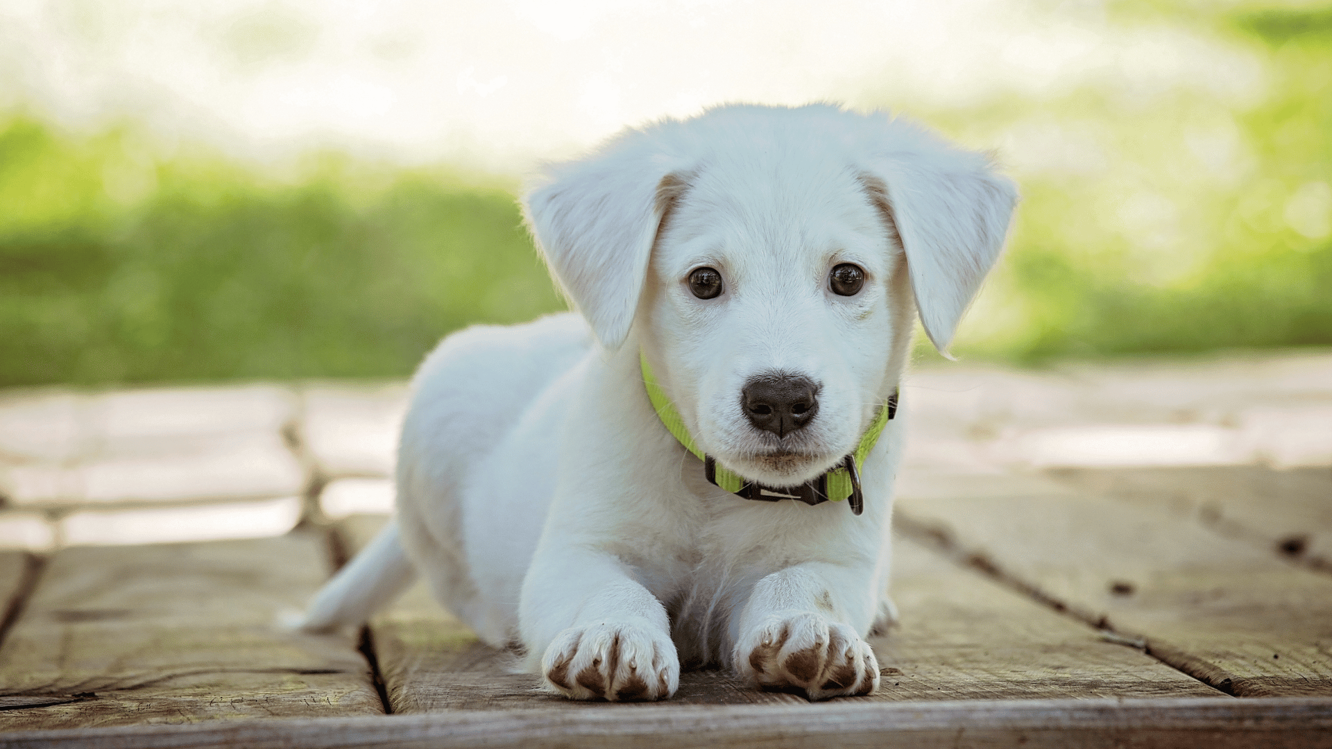 a white puppy lying on a wood surface