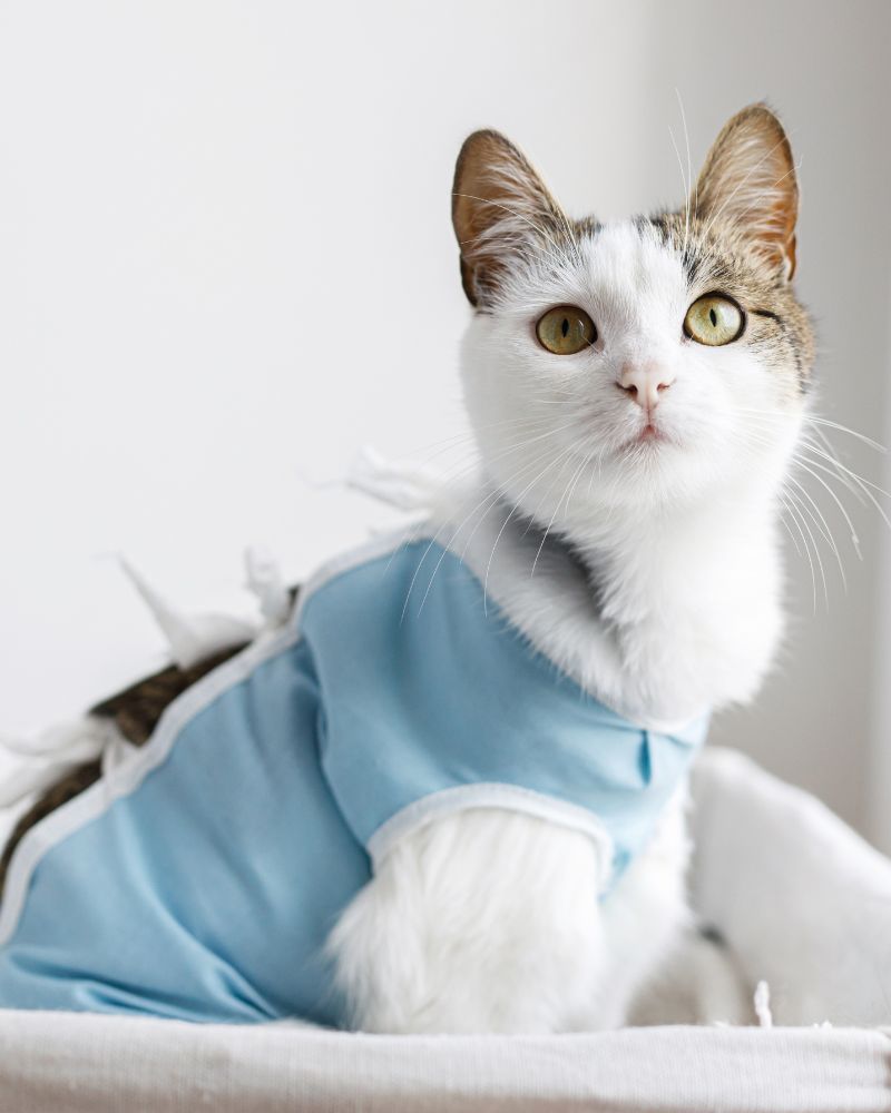 a cat wearing a blue shirt